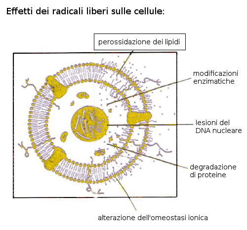 effetti dei ros